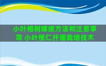 小叶榕树嫁接方法和注意事项 小叶榄仁扦插栽培技术